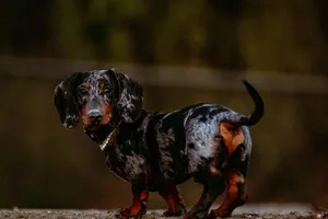 Lil Wayne the dachshund